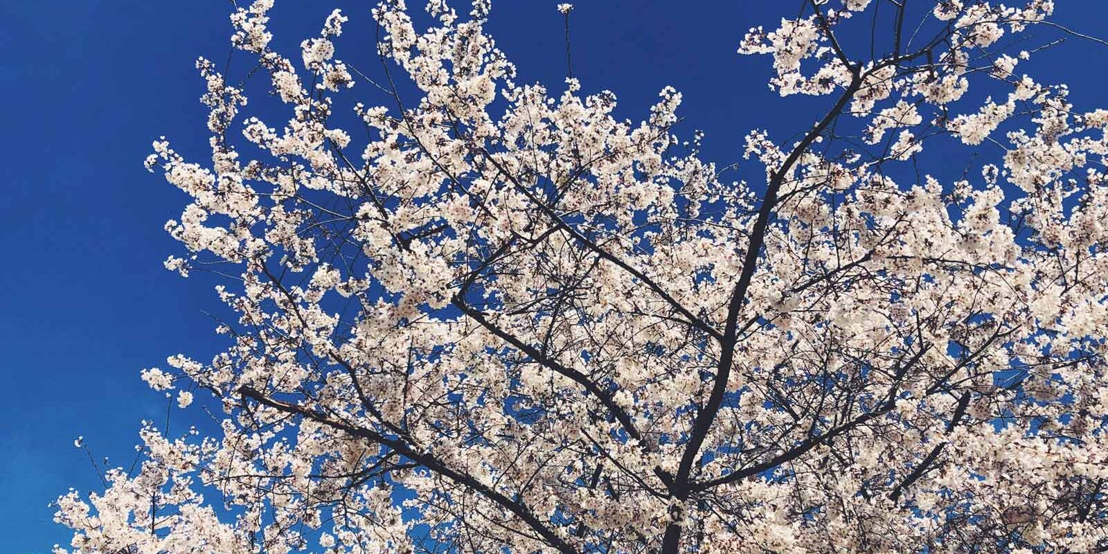 spring