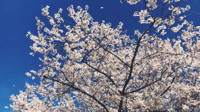 spring