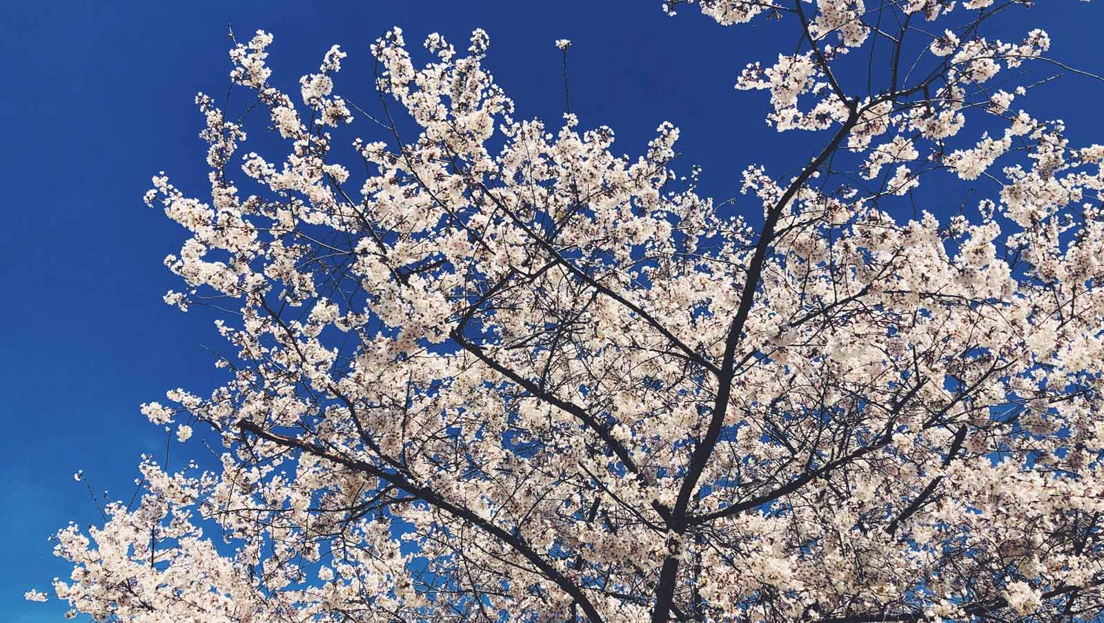 spring