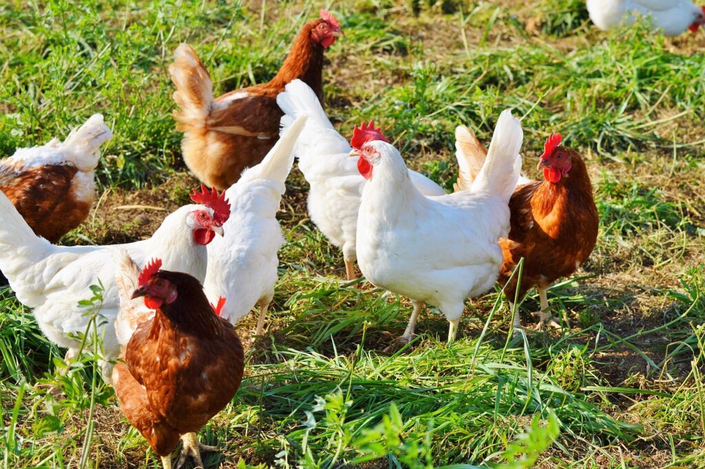 Can I Raise Chickens At My House?